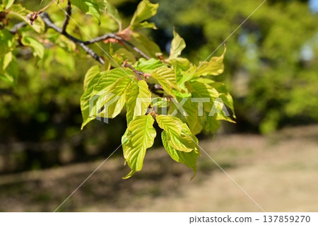 Kawazu cherry blossom (Rosaceae family) - fresh green leaves 137859270