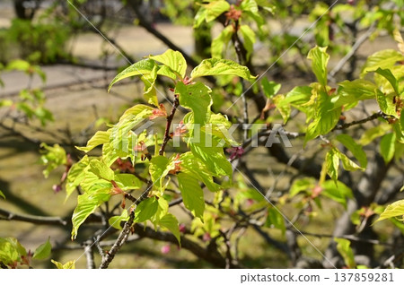Kawazu cherry blossom (Rosaceae family) - fresh green leaves Kawazu cherry blossom (Rosaceae family) - fresh green leaves 137859281