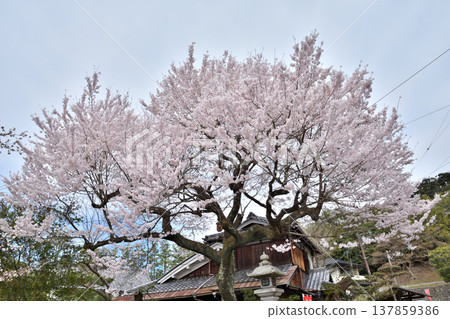 Cherry blossoms on the way of philosophy Cherry blossoms on the way of philosophy 137859386