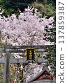 The torii gate and cherry blossoms of Otoyama Shrine 137859387