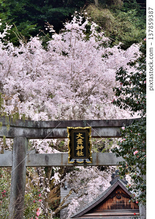The torii gate and cherry blossoms of Otoyama Shrine 137859387