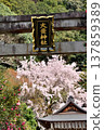 The torii gate and cherry blossoms of Otoyama Shrine 137859389