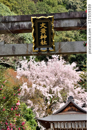 The torii gate and cherry blossoms of Otoyama Shrine The torii gate and cherry blossoms of Otoyama Shrine 137859389