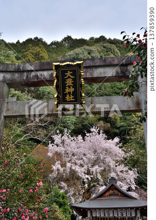 The torii gate and cherry blossoms of Otoyama Shrine The torii gate and cherry blossoms of Otoyama Shrine 137859390