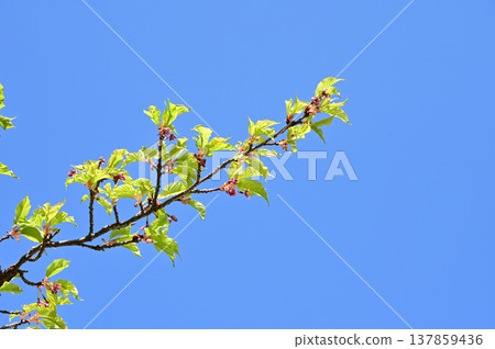 Kawazu cherry blossom (Rosaceae family) - fresh green leaves Kawazu cherry blossom (Rosaceae family) - fresh green leaves 137859436