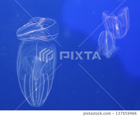 碧藍的海中漂浮著水母，構成了一幅奇幻的景象。 137859466