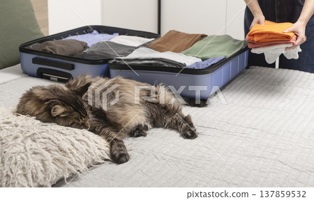 Cute cat sleeps on the bed beside an open suitcase during packing at home. Cropped female hands fold Cute cat sleeps on the bed beside an open suitcase during packing at home. Cropped female hands fold 137859532