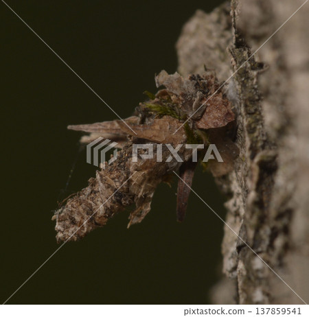 Bagworm moth caterpillar Psychidae in a protective camouflage case on tree bark Bagworm moth caterpillar Psychidae in a protective camouflage case on tree bark 137859541