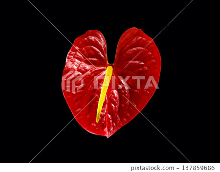 Romantic red anthurium flower, heart shaped botanical symbol, tropical exotic plant bloom, flamingo Romantic red anthurium flower, heart shaped botanical symbol, tropical exotic plant bloom, flamingo 137859686