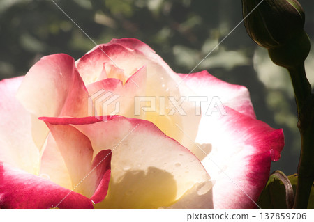 A close-up of a rose with a red border on a white background. A close-up of a rose with a red border on a white background. 137859706