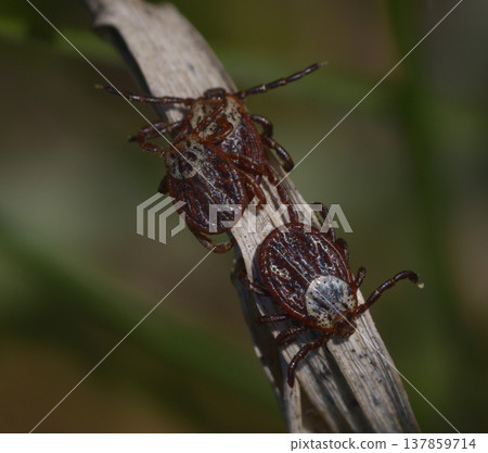 Mating ticks Dermacentor reticulatus on a dry leaf in the forest Mating ticks Dermacentor reticulatus on a dry leaf in the forest 137859714