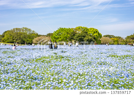 一片美麗的粉蝶花田 一片美麗的粉蝶花田 137859717