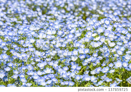 一片美麗的粉蝶花田 一片美麗的粉蝶花田 137859725