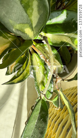 Close-up of Hoya plant leaves damaged by mealybugs (Pseudococcidae). White cotton-like pests covering green leaves of a houseplant. Concept of indoor plant diseases, pest infestation, and home plant. Close-up of Hoya plant leaves damaged by mealybugs (Pseudococcidae). White cotton-like pests covering green leaves of a houseplant. Concept of indoor plant diseases, pest infestation, and home plant. 137859728