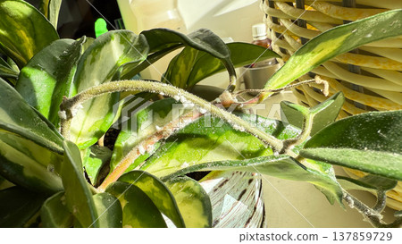Close-up of Hoya plant leaves damaged by mealybugs (Pseudococcidae). White cotton-like pests covering green leaves of a houseplant. Concept of indoor plant diseases, pest infestation, and home plant. Close-up of Hoya plant leaves damaged by mealybugs (Pseudococcidae). White cotton-like pests covering green leaves of a houseplant. Concept of indoor plant diseases, pest infestation, and home plant. 137859729