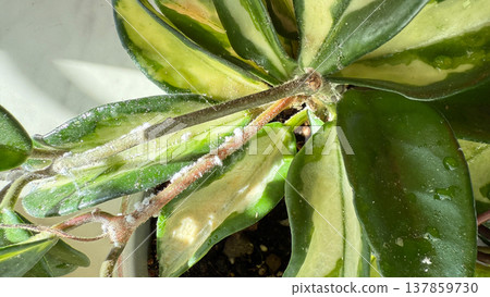 Close-up of Hoya plant leaves damaged by mealybugs (Pseudococcidae). White cotton-like pests covering green leaves of a houseplant. Concept of indoor plant diseases, pest infestation, and home plant. Close-up of Hoya plant leaves damaged by mealybugs (Pseudococcidae). White cotton-like pests covering green leaves of a houseplant. Concept of indoor plant diseases, pest infestation, and home plant. 137859730