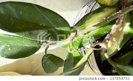 Close-up of Hoya plant leaves damaged by mealybugs (Pseudococcidae). White cotton-like pests covering green leaves of a houseplant. Concept of indoor plant diseases, pest infestation, and home plant. Close-up of Hoya plant leaves damaged by mealybugs (Pseudococcidae). White cotton-like pests covering green leaves of a houseplant. Concept of indoor plant diseases, pest infestation, and home plant. 137859731