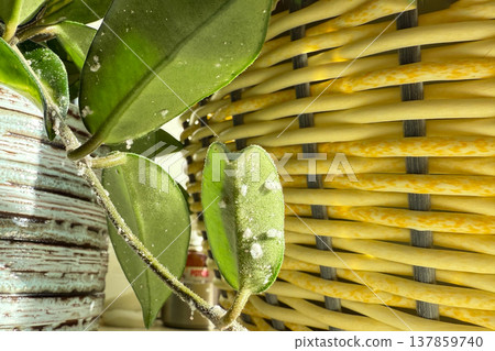 Close-up of Hoya plant leaves damaged by mealybugs (Pseudococcidae). White cotton-like pests covering green leaves of a houseplant. Concept of indoor plant diseases, pest infestation, and home plant. Close-up of Hoya plant leaves damaged by mealybugs (Pseudococcidae). White cotton-like pests covering green leaves of a houseplant. Concept of indoor plant diseases, pest infestation, and home plant. 137859740