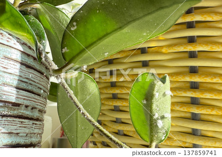 Close-up of Hoya plant leaves damaged by mealybugs (Pseudococcidae). White cotton-like pests covering green leaves of a houseplant. Concept of indoor plant diseases, pest infestation, and home plant. Close-up of Hoya plant leaves damaged by mealybugs (Pseudococcidae). White cotton-like pests covering green leaves of a houseplant. Concept of indoor plant diseases, pest infestation, and home plant. 137859741