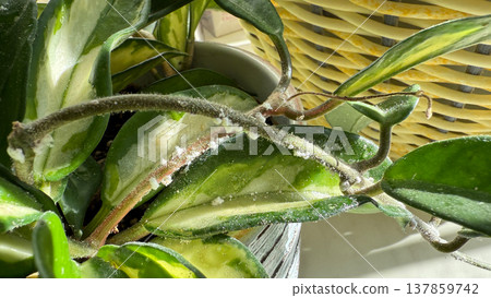 Close-up of Hoya plant leaves damaged by mealybugs (Pseudococcidae). White cotton-like pests covering green leaves of a houseplant. Concept of indoor plant diseases, pest infestation, and home plant. Close-up of Hoya plant leaves damaged by mealybugs (Pseudococcidae). White cotton-like pests covering green leaves of a houseplant. Concept of indoor plant diseases, pest infestation, and home plant. 137859742