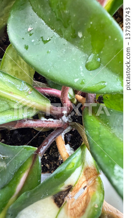 Close-up of Hoya plant leaves damaged by mealybugs (Pseudococcidae). White cotton-like pests covering green leaves of a houseplant. Concept of indoor plant diseases, pest infestation, and home plant. 137859743