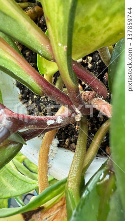Close-up of Hoya plant leaves damaged by mealybugs (Pseudococcidae). White cotton-like pests covering green leaves of a houseplant. Concept of indoor plant diseases, pest infestation, and home plant. 137859744