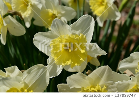 Trumpet daffodil (Amaryllidaceae family), Narcissus genus Trumpet daffodil (Amaryllidaceae family), Narcissus genus 137859747
