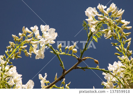 White wisteria blossoms stand out against the blue sky of early summer. White wisteria blossoms stand out against the blue sky of early summer. 137859918