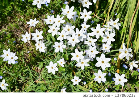 Ipheion uniflorum (family Amaryllidaceae), subfamily Allioidea 137860232