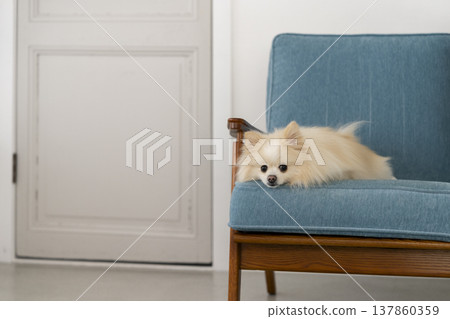 Pomeranian relaxing on the sofa (5-year-old girl) Pomeranian relaxing on the sofa (5-year-old girl) 137860359