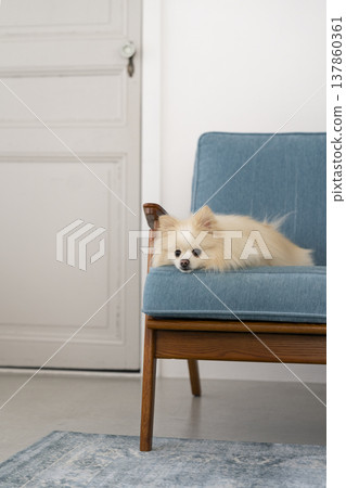 Pomeranian relaxing on the sofa (5-year-old girl) 137860361