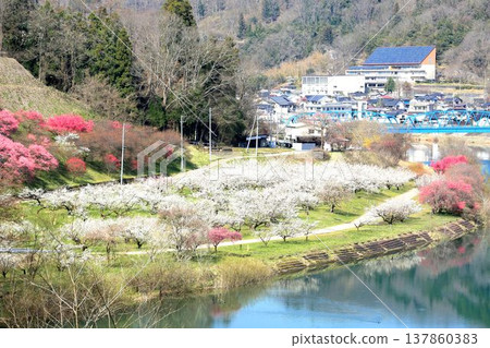 Lotus garden Lotus garden 137860383