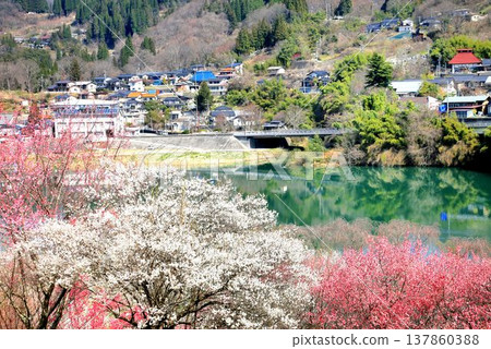 Lotus garden Lotus garden 137860388