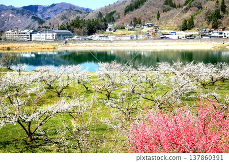 Lotus garden Lotus garden 137860391