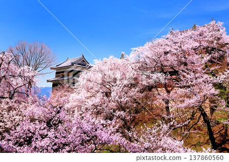 在Ueda城堡的櫻花破壞公園 137860560