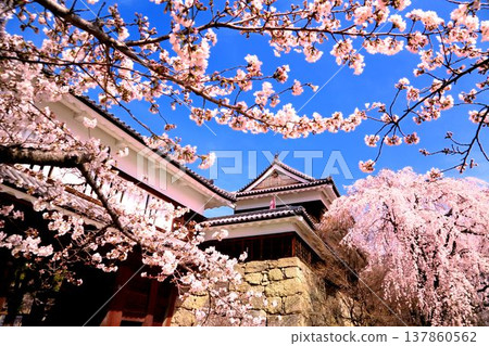 在Ueda城堡的櫻花破壞公園 在Ueda城堡的櫻花破壞公園 137860562