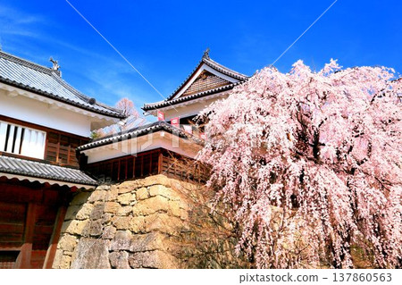 在Ueda城堡的櫻花破壞公園 在Ueda城堡的櫻花破壞公園 137860563
