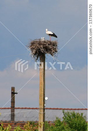 羅馬尼亞，特蘭西瓦尼亞地區，魯佩亞附近，鸛巢，鸛家族。 137860670