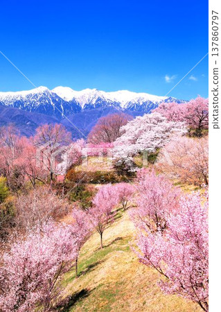 Cherry blossoms at Okusa Castle Ruin Park Cherry blossoms at Okusa Castle Ruin Park 137860797
