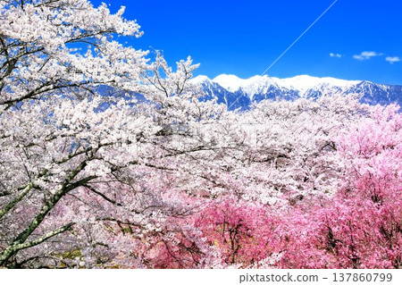 在Okusa城堡廢墟公園的櫻花 在Okusa城堡廢墟公園的櫻花 137860799