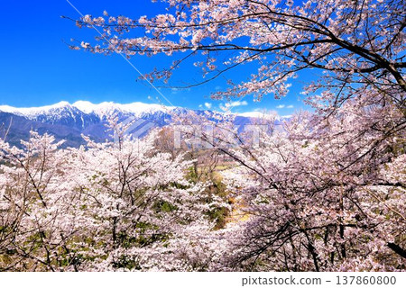 在Okusa城堡廢墟公園的櫻花 在Okusa城堡廢墟公園的櫻花 137860800