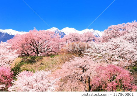 在Okusa城堡廢墟公園的櫻花 在Okusa城堡廢墟公園的櫻花 137860801