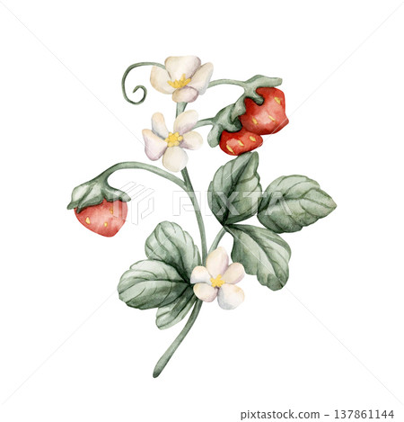 Wild Strawberry Branch with white flowers. Watercolor summer spring floral forest illustration hand painted isolated on white background for nursery baby kids design fresh prints cards posters textile Wild Strawberry Branch with white flowers. Watercolor summer spring floral forest illustration hand painted isolated on white background for nursery baby kids design fresh prints cards posters textile 137861144