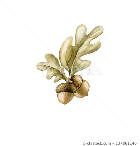 Acorns with Oak leaves. Cute Watercolor summer floral forest illustration hand painted isolated on white background for nursery baby kids design fresh whimsical prints botanical cards posters textile Acorns with Oak leaves. Cute Watercolor summer floral forest illustration hand painted isolated on white background for nursery baby kids design fresh whimsical prints botanical cards posters textile 137861146