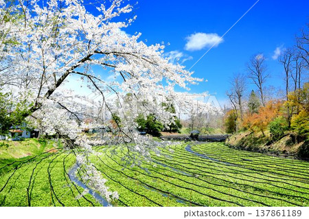 春天的Daio芥末農場 春天的Daio芥末農場 137861189