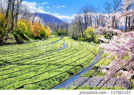 Daio wasabi farm in spring 137861197