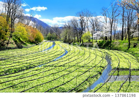 Daio wasabi farm in spring Daio wasabi farm in spring 137861198