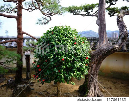 高知城堡城堡塔 137861385