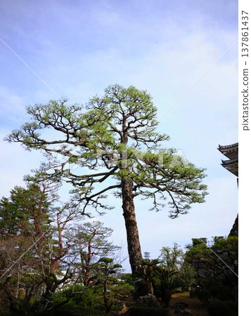 高知城堡城堡塔 137861437