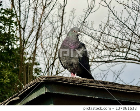 Close-up of a rock dove perched on a roof. Close-up of a rock dove perched on a roof. 137861638
